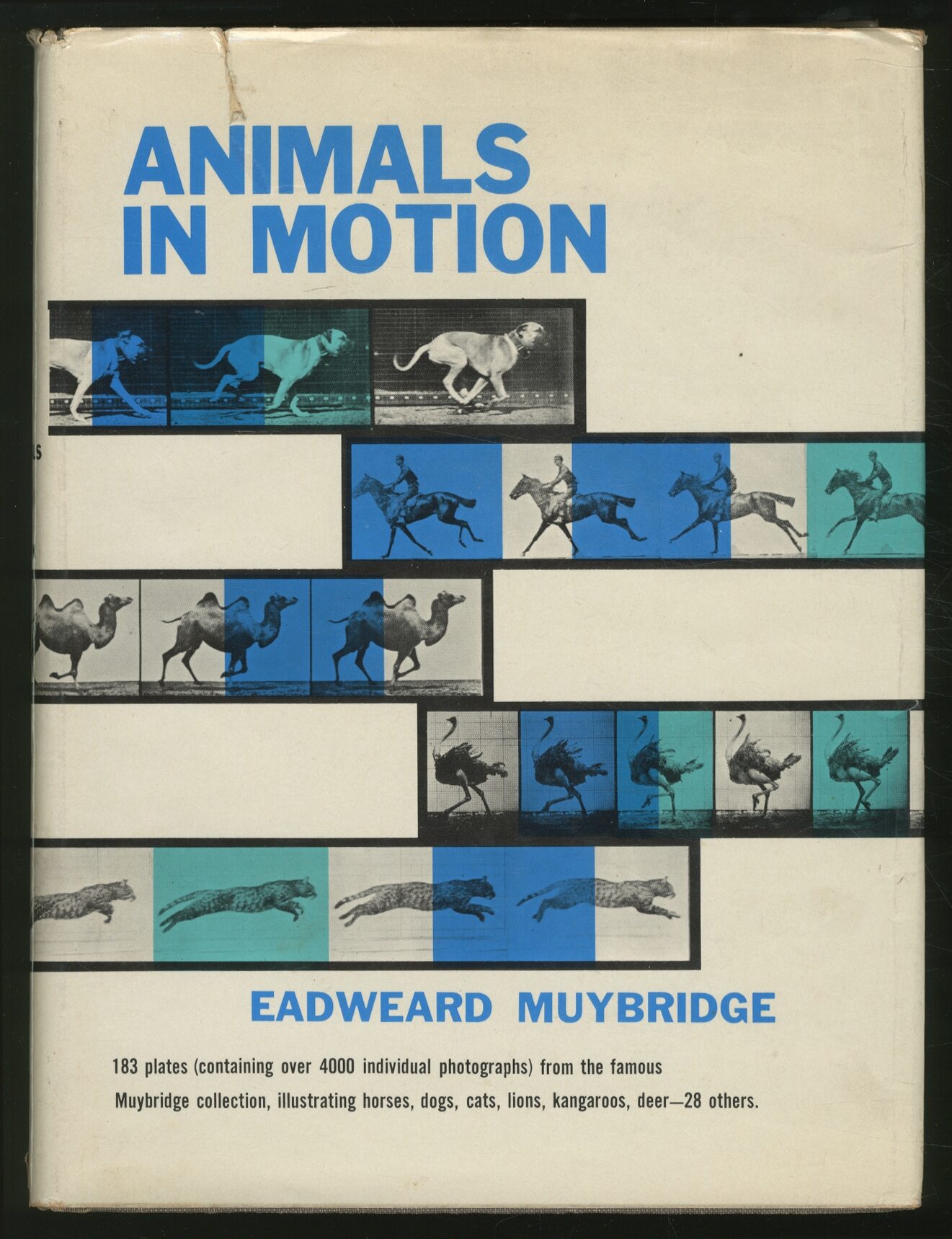 Animals In Motion David Ryan | Animals in Motion — Roundabout Press – OZIEH